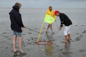 Golfen im Wattenmeer: Par 7-Löcher und Golfschuhe mit Spikes sind zwecklos