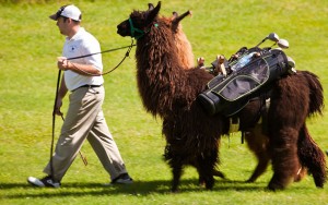 Außergewöhnliches Golfprojekt: Lamas als Carts auf dem Golfplatz