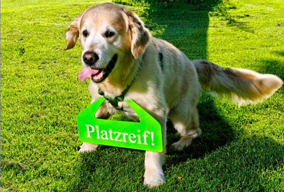 Platzreifekurse für Hunde