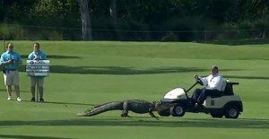 TPC Louisiana: Alligator-Golf oder der gefährlichste Golfplatz? Video!
