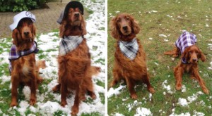 Ian Poulter Hündchen-Collection: Ja, es war ein Aprilscherz