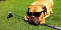 Golfen mit Hund: GC Eichenheim hebt das Tier-Platz-Verbot auf