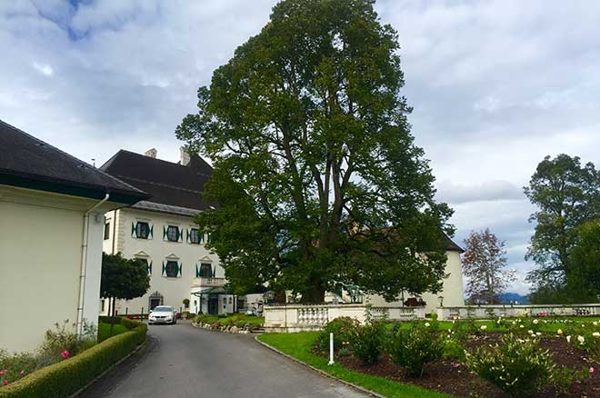 Golf spielen und Heiraten: Eine sagenumwobene Linde steht direkt vor dem Schloss. Im Sommer der perfekte Platz für Hochzeitsgesellschaften.