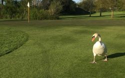 Wildtiere auf dem Golfplatz: Seit 2002 gibt es feste Regeln, wenn ein Tier einen Golfball …