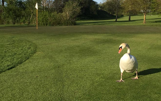 Dass mal ein Schwan übers Fairway stolziert ist im Golfpark Aschheim keine Seltenheit.