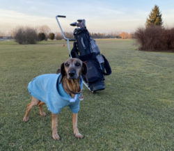 Tierisches Golf: Platzreifekurse für Hunde in Österreich