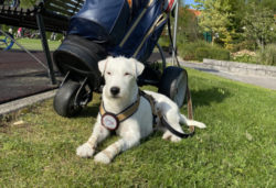 Mit Hund auf dem Golfplatz! PETA Deutschland gibt Hitzetipps für Hundebesitzer